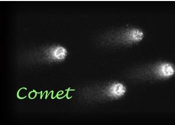 Zeta Imaging Delta Sistemi Software Comet